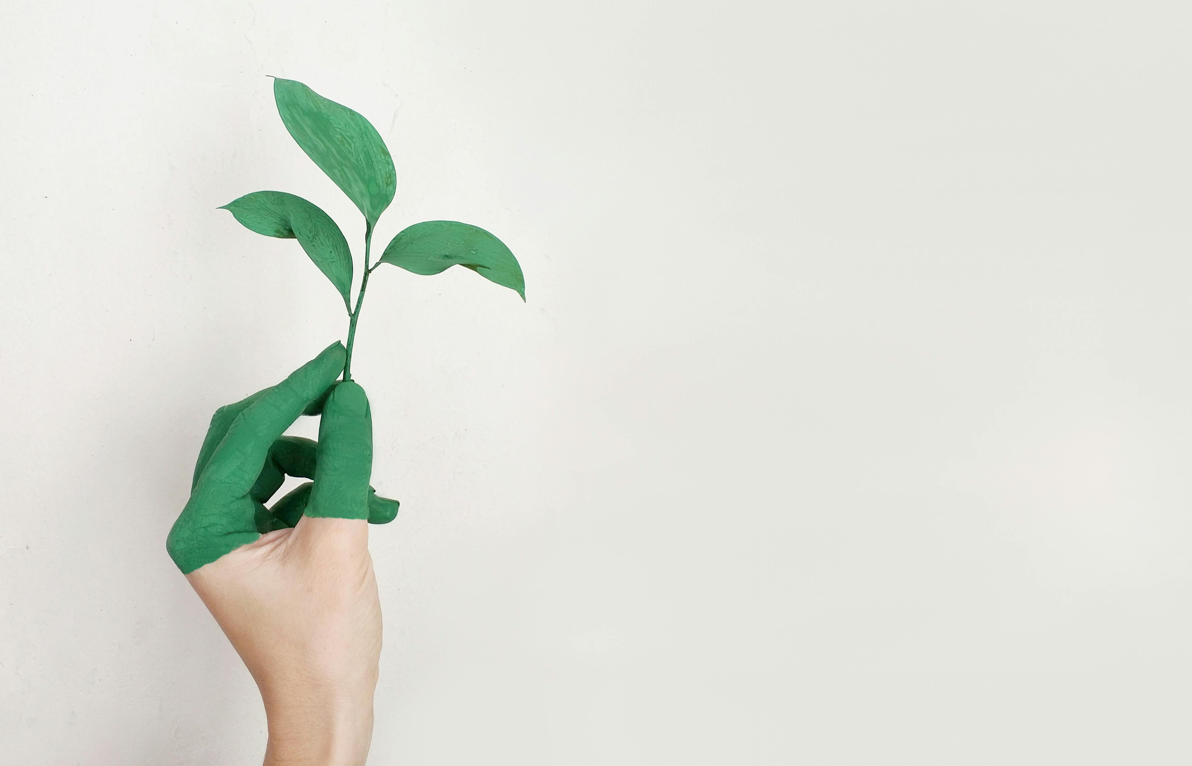 Left hand of a person holding a green leaf | Source: Pexels